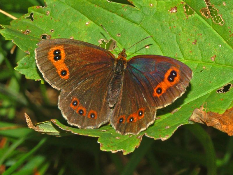 Identificazione di Satyrinae - Erebia aethiops